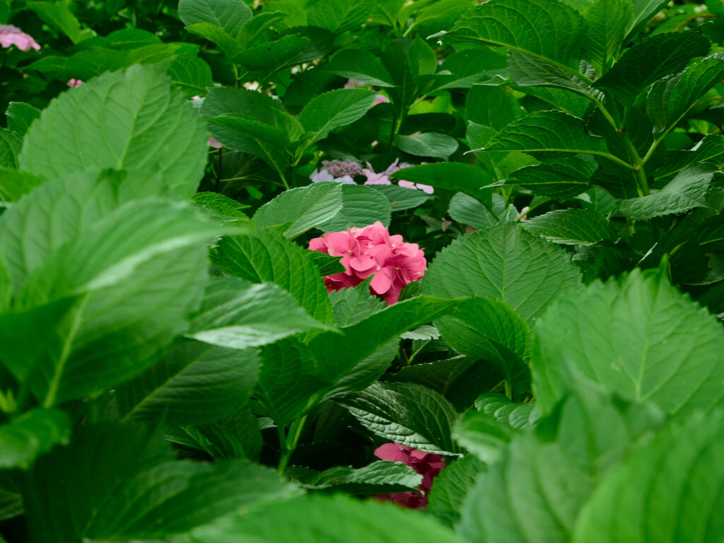 葉っぱに囲まれているピンクの紫陽花の写真