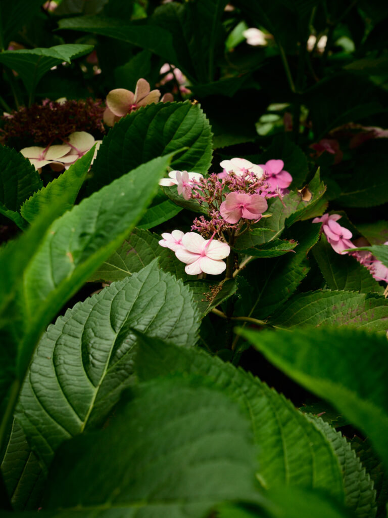 ピンクの花と緑の葉っぱの紫陽花の写真
