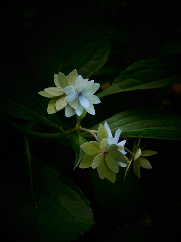 星型の花の紫陽花の写真