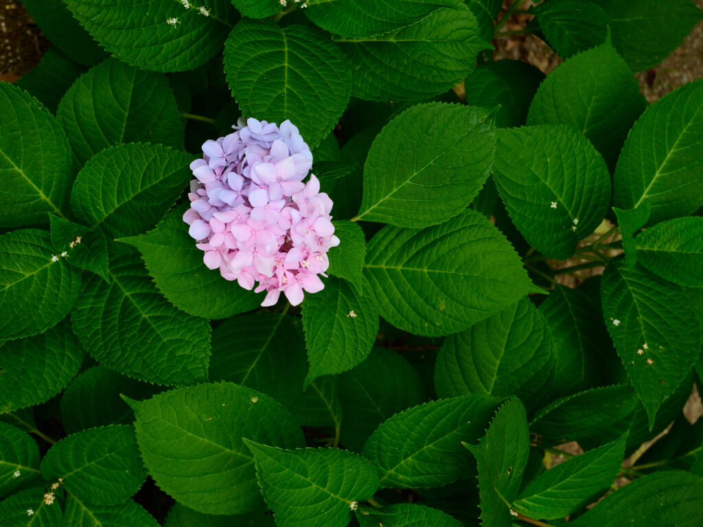 紫とピンクの紫陽花
