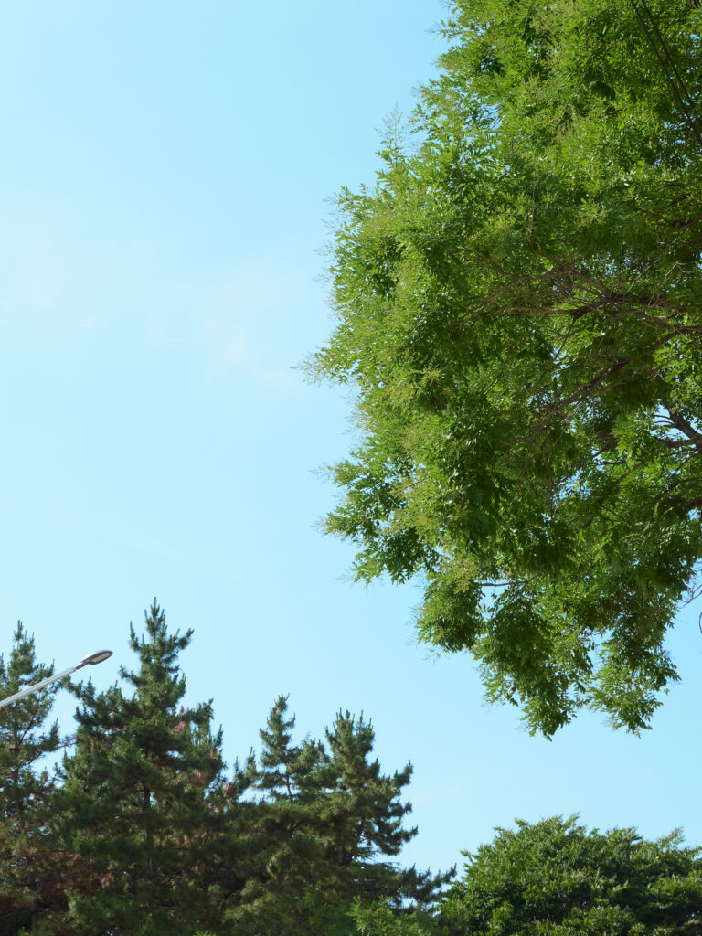 韓国の青い空と木の写真
