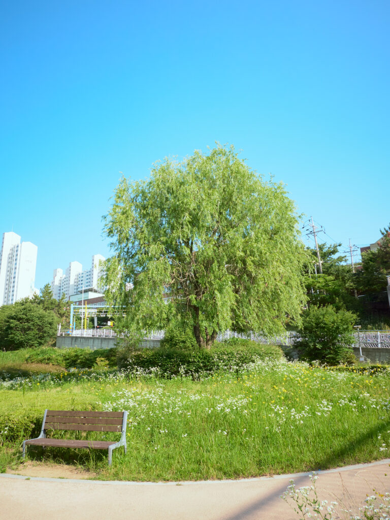 韓国の大きな木とベンチの写真