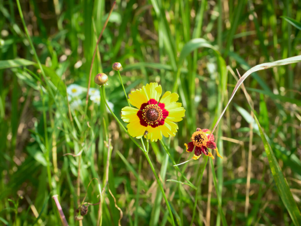 外側が黄色、真ん中が赤の花