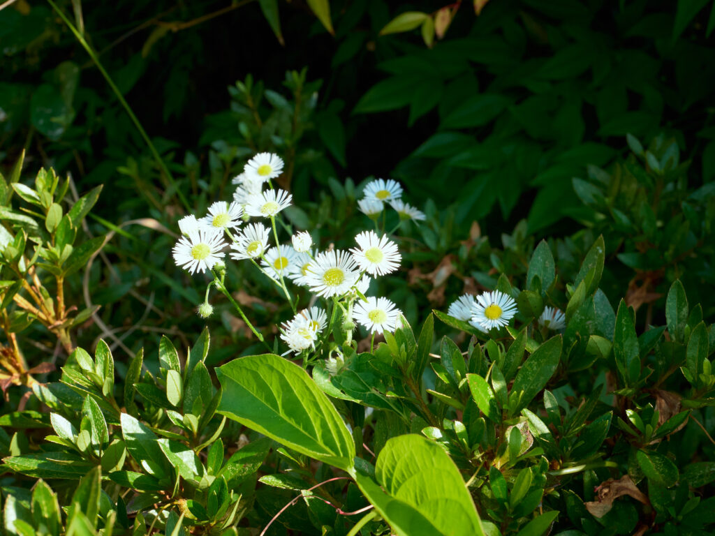 日陰に咲く雑草の花