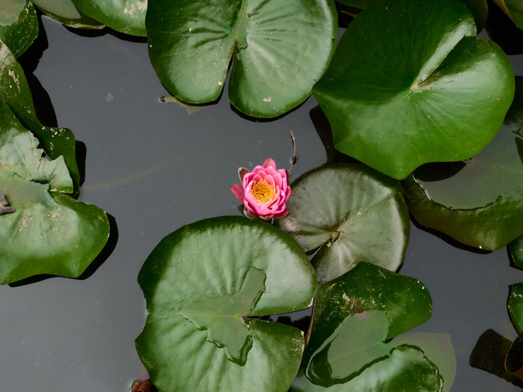 ピンクの睡蓮の花