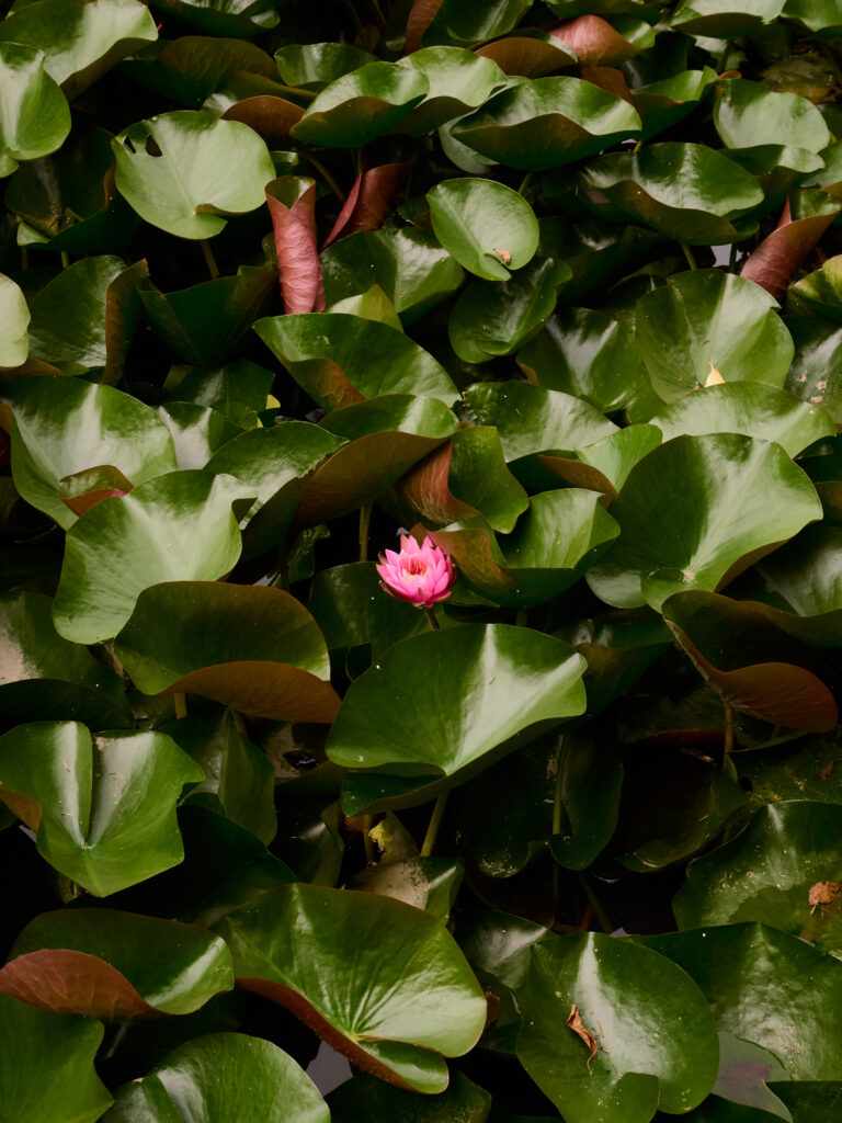 葉っぱに囲まれるピンクの睡蓮の花