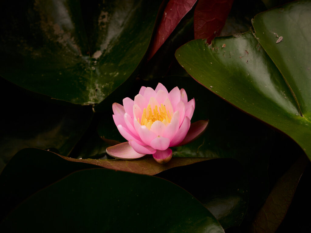 ピンク色の睡蓮の花