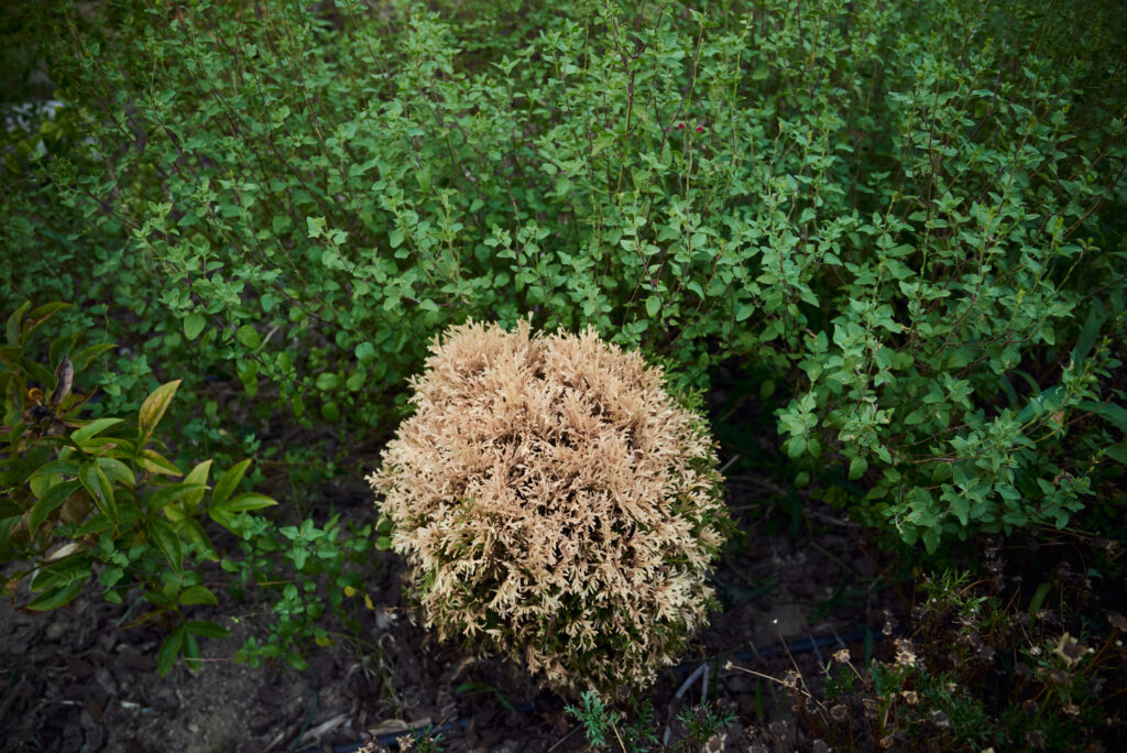 緑の葉っぱと茶色の葉っぱ