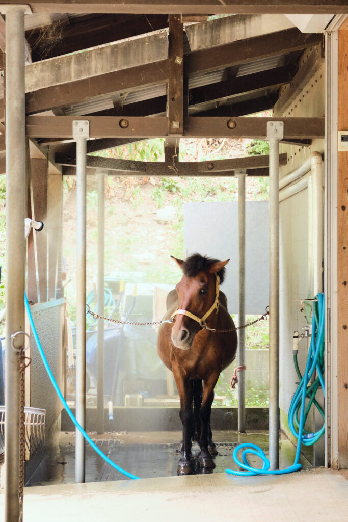 あそうベイパークの水浴びする対州馬