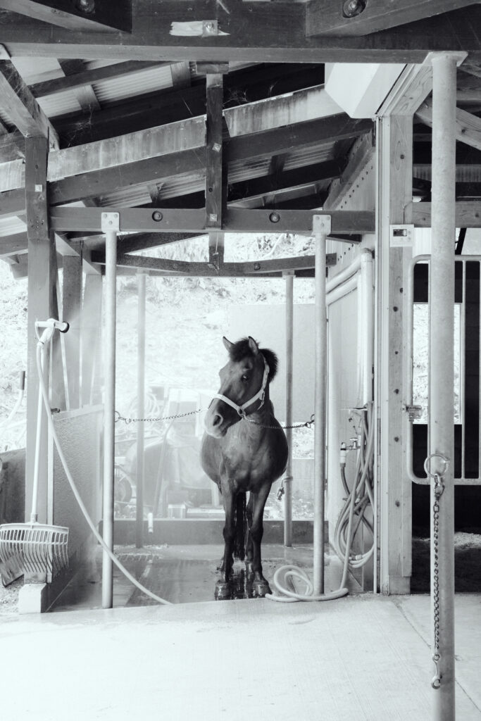 あそうベイパークの水浴びする対州馬のモノクロ