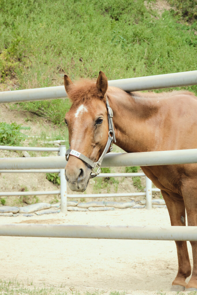あそうベイパークの対州馬の顔