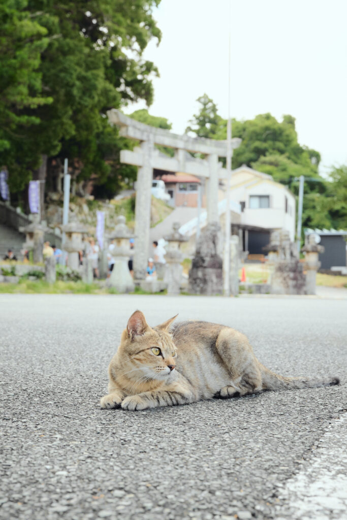 対馬の厳原八幡宮神社の野良猫