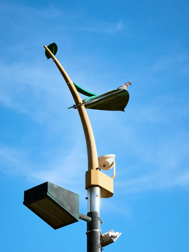 街灯の上の鳩