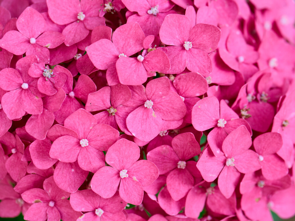 濃いピンク色の紫陽花の花の拡大写真