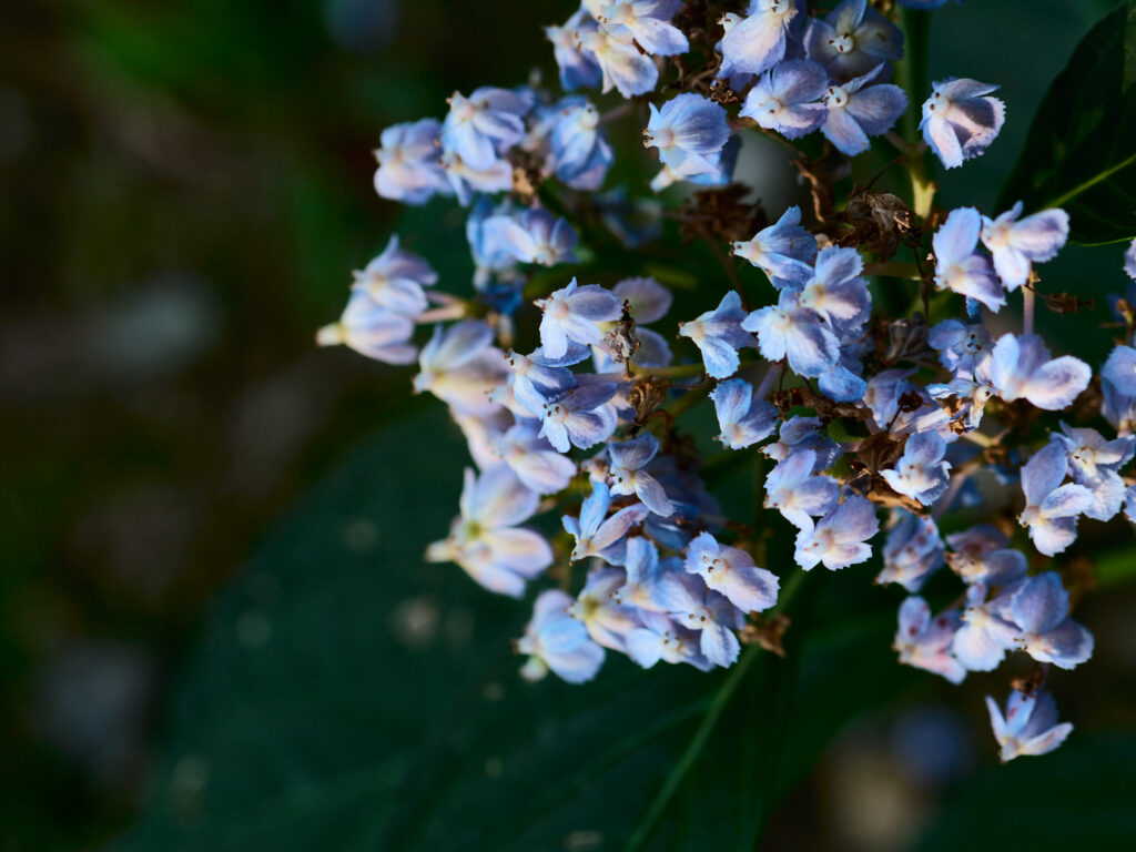 枯れかけている紫陽花の花の拡大写真
