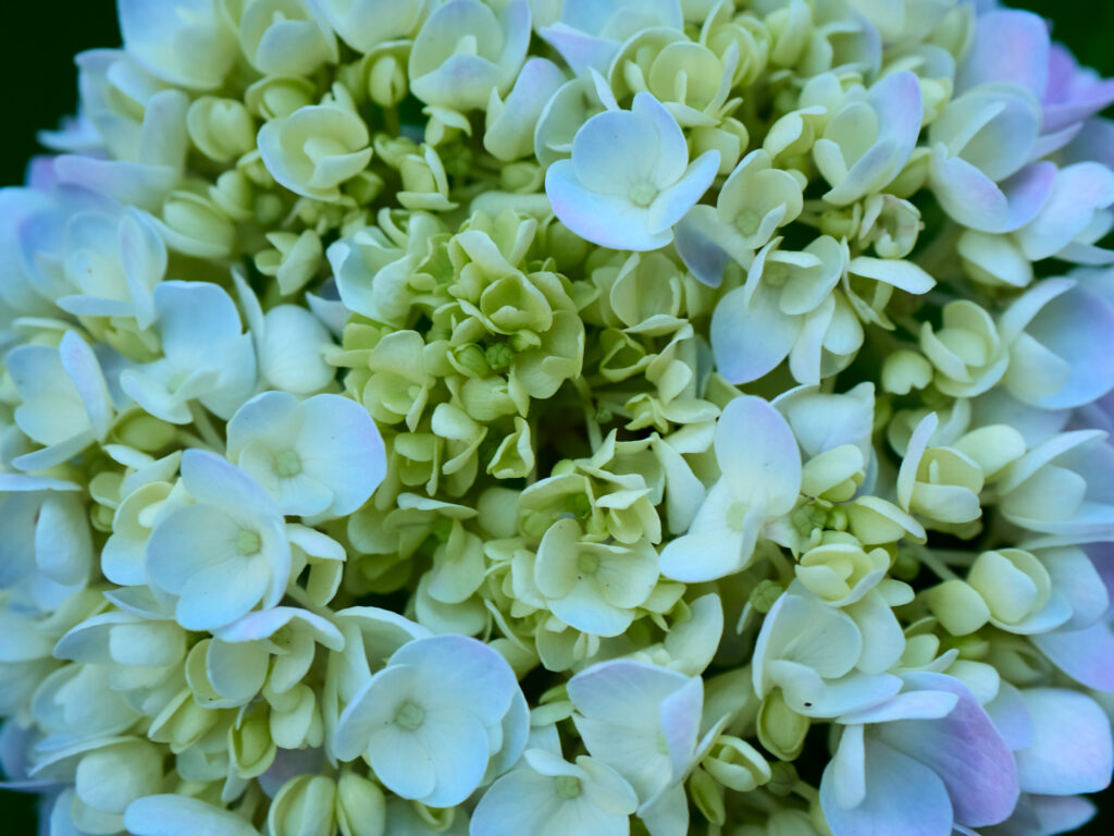 薄い青色の紫陽花の拡大写真