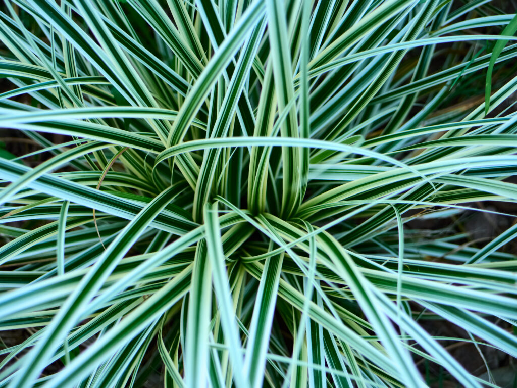 斑入り植物の葉っぱ