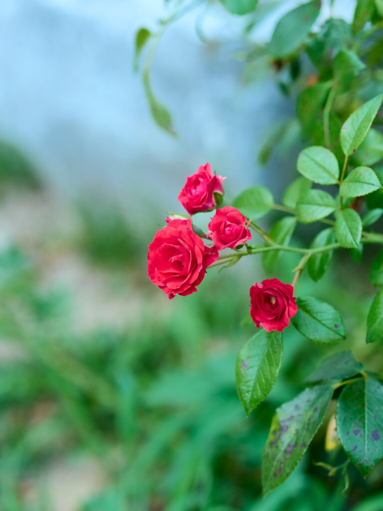 赤いバラの花