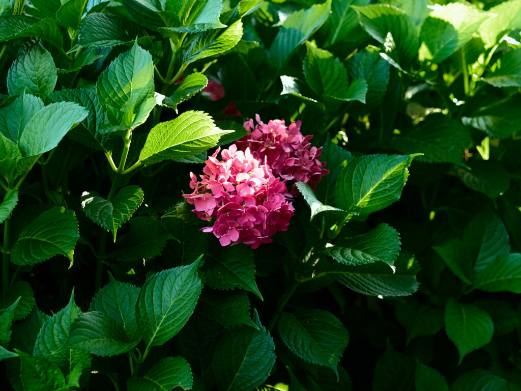 陽が差し込む赤い紫陽花