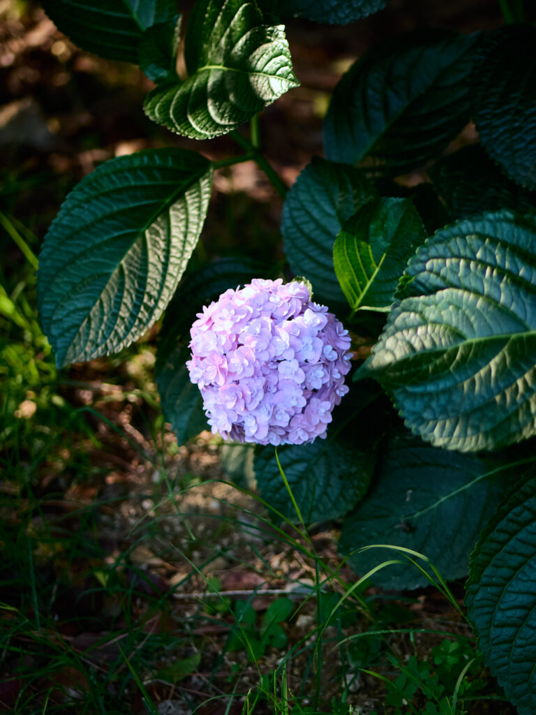 薄紫色の紫陽花