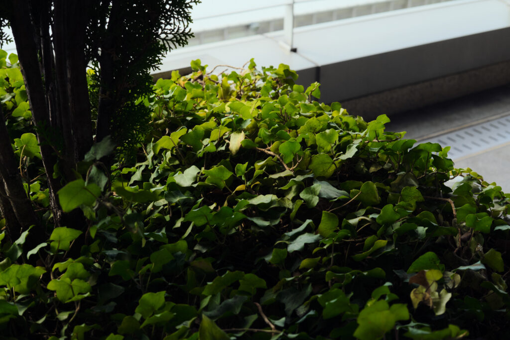 釜山港の蔦植物