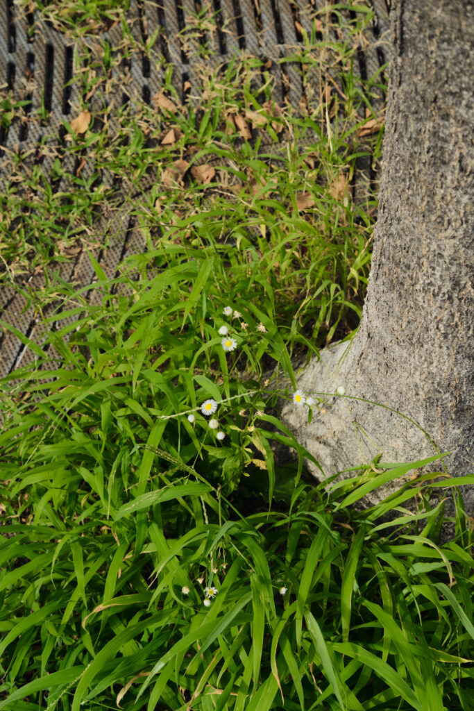 道端の草
