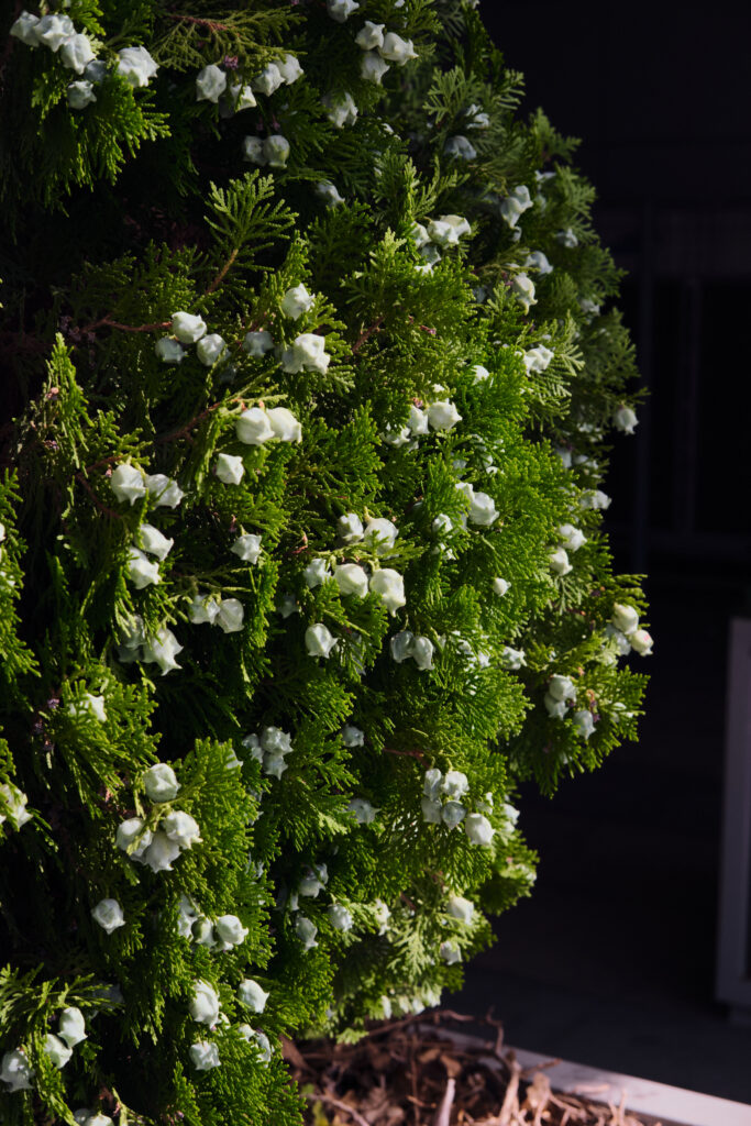 釜山港の植物