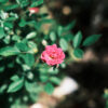 背景がボケたピンクの小さなバラの写真