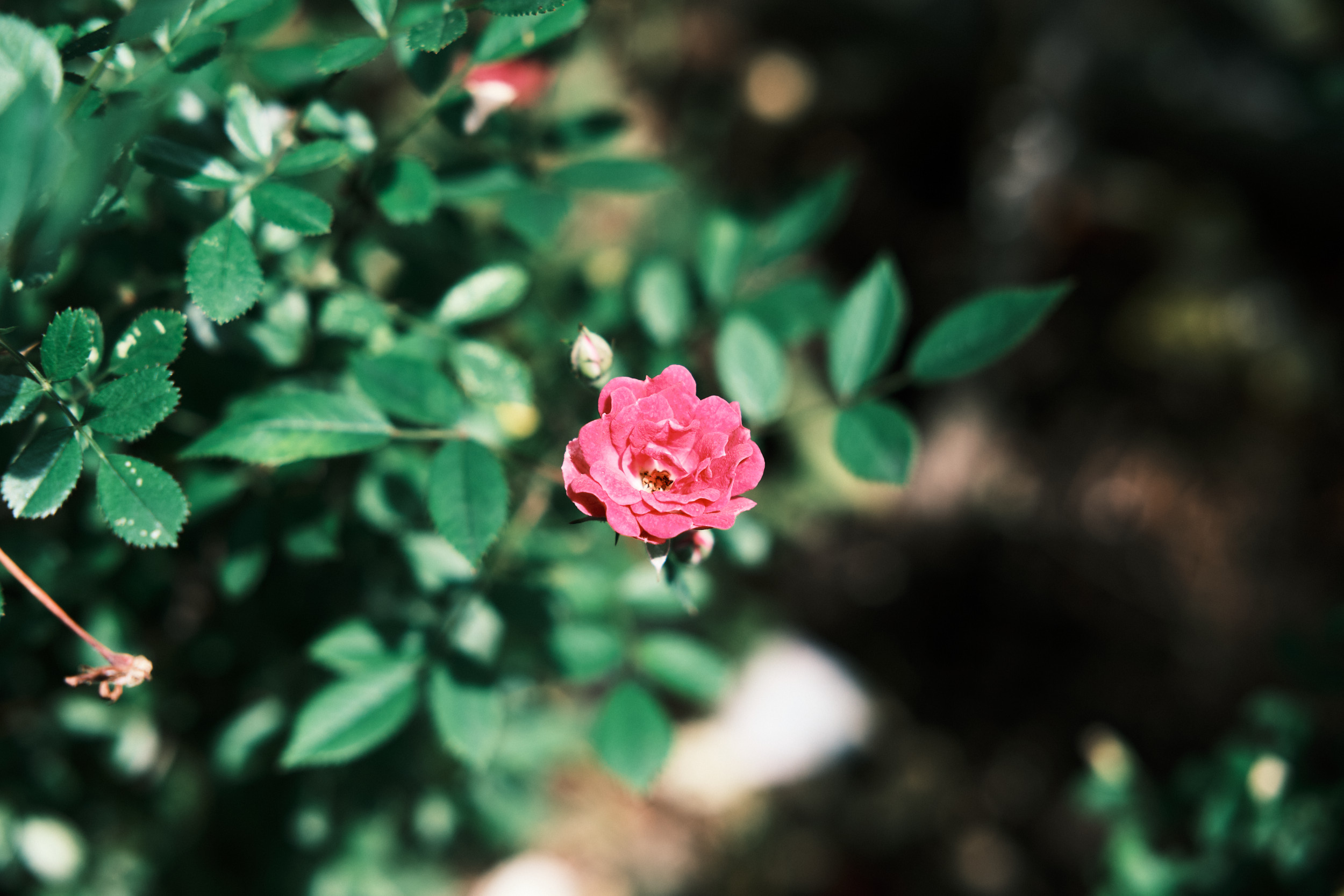 背景がボケたピンクの小さなバラの写真
