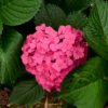 ハート型のピンクの紫陽花