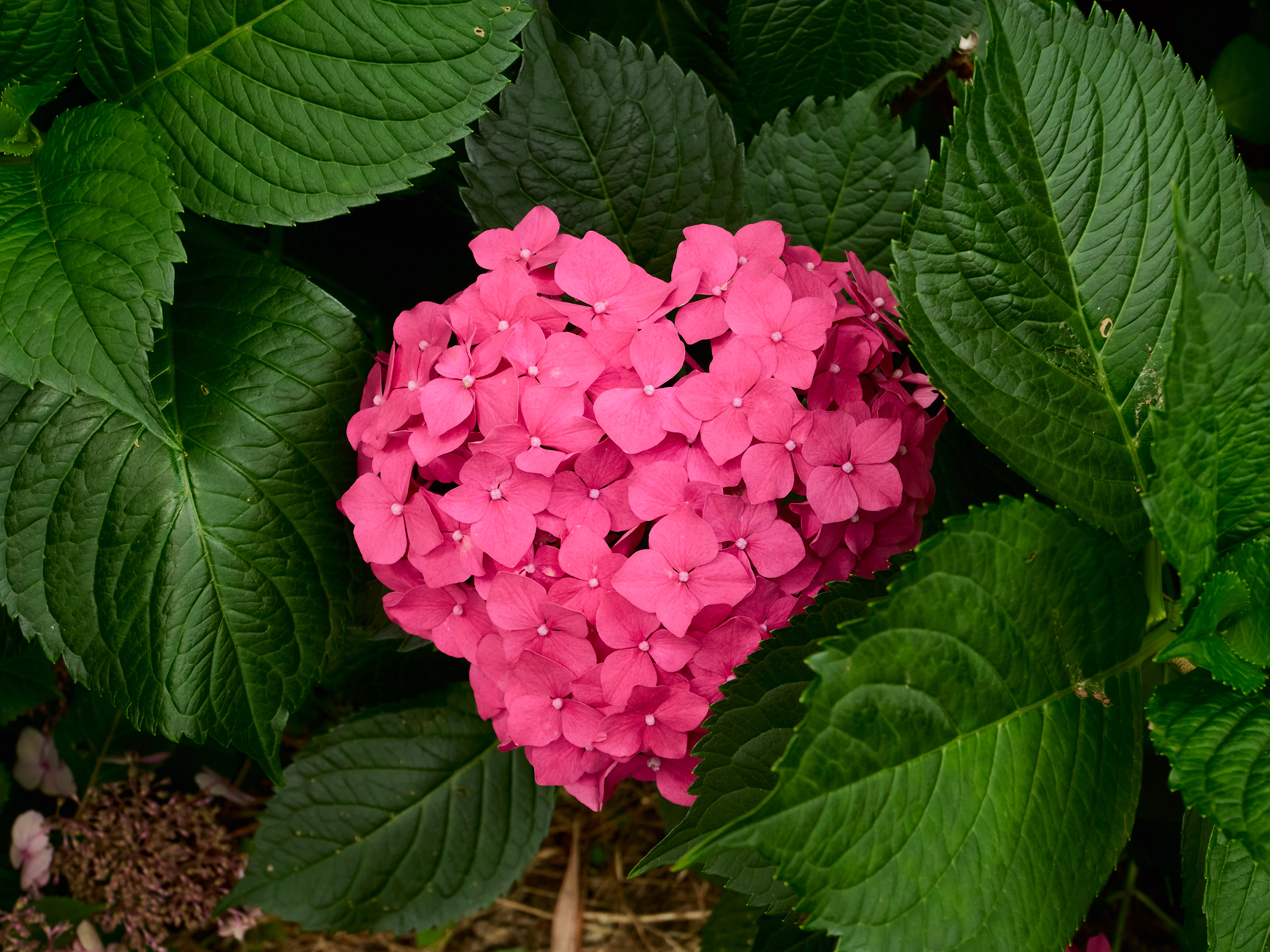 ハート型のピンクの紫陽花