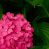 濃いピンクの紫陽花