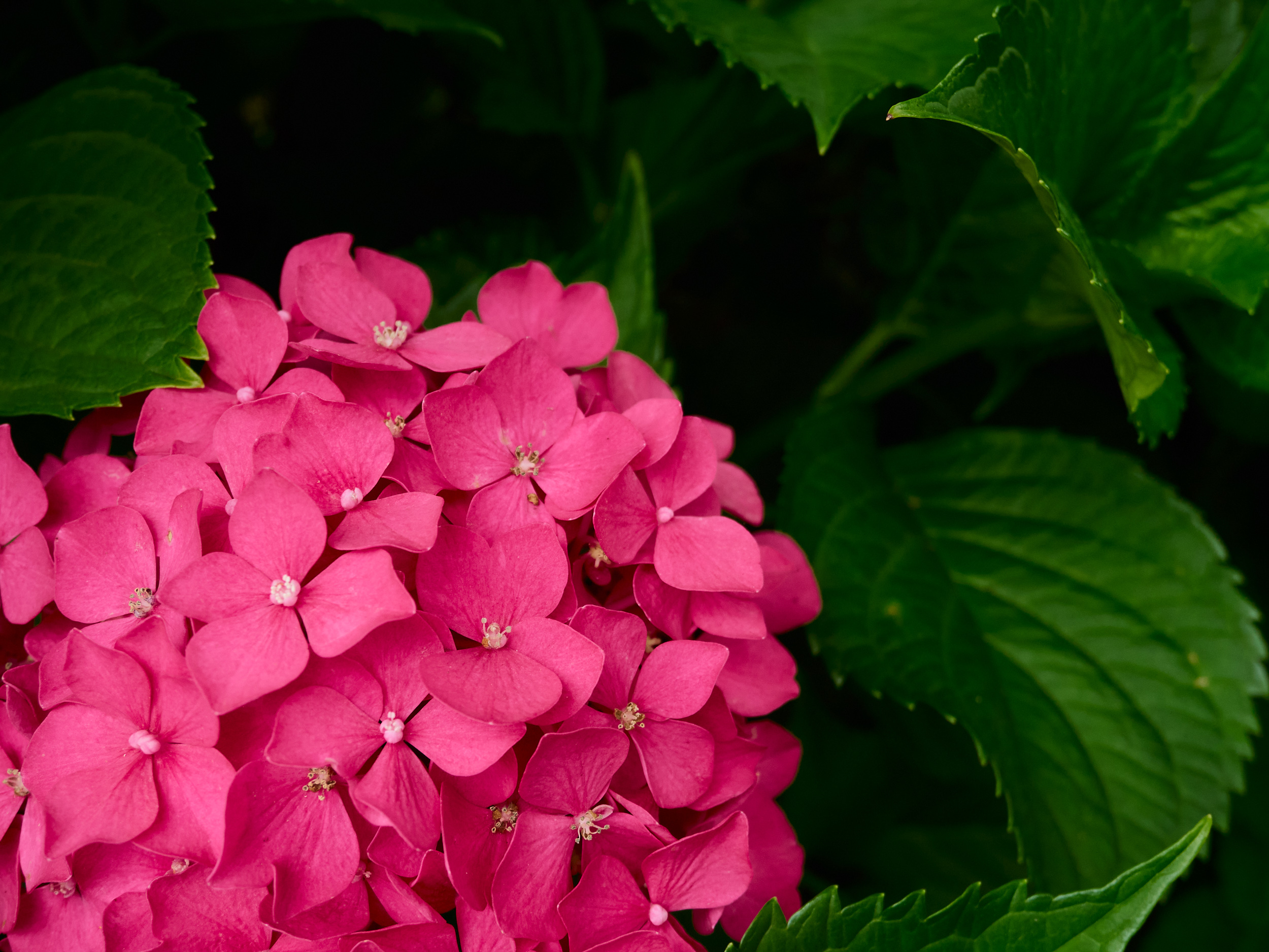 濃いピンクの紫陽花
